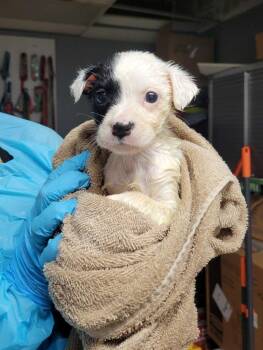 Mixed Breed Dogs Available for Adoption in Chillicothe, Ohio - Crimini | PetCurious