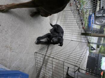 Nene -  Labrador Retriever Dog for Adoption in Ardara, Pennsylvania - Nene | PetCurious
