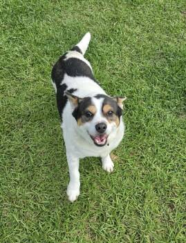 JP -  Corgi Dog for Adoption in Stephens City, Virginia - JP | PetCurious