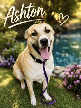 Ashton -  Anatolian Shepherd Dog for Adoption in Lucas, Texas - Ashton | PetCurious