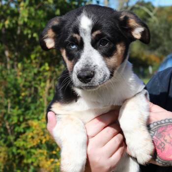 CT Bailey -  German Shepherd Dog and Mixed Breed Dog for Adoption in Eastford, Connecticut - CT Bailey | PetCurious