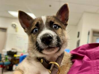 German Shepherd Dog and Mixed Breed Dogs Available for Adoption - HOWIE | PetCurious