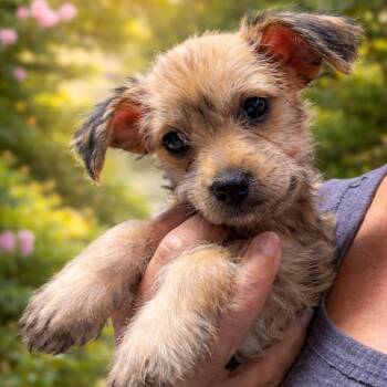 Yorkshire Terrier and Shih Tzu Dogs Available for Adoption - Laney | PetCurious