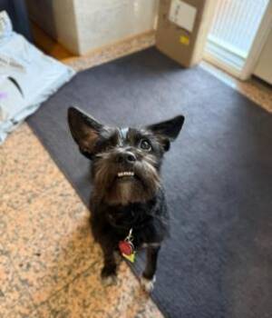Schnauzer and Terrier Dogs Available for Adoption - Lulu Lemon | PetCurious