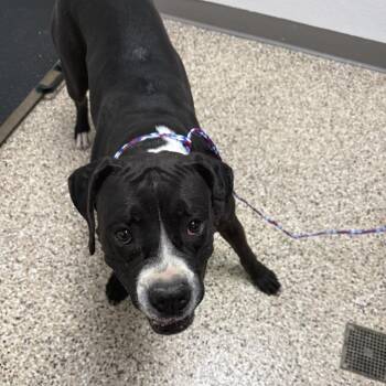 Dog 10/27/2026 -  Boxer and Mixed Breed Dog for Adoption in Bullhead City, Arizona - Dog 10/27/2026 | PetCurious