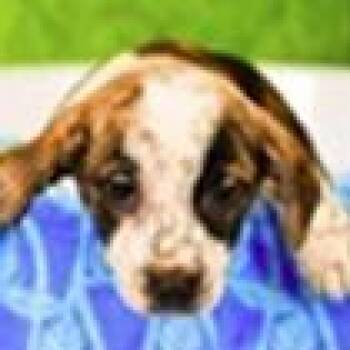 Hound Dogs Available for Adoption - Tigger | PetCurious