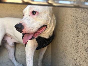 A479653 -  Pit Bull Terrier Dog for Adoption in Oklahoma City, Oklahoma - A479653 | PetCurious