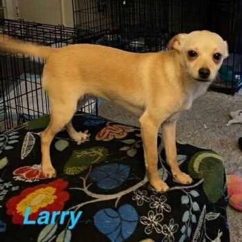 Rescue Terrier Dogs for Adoption in Antioch, California - Larry | PetCurious