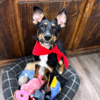 Rescue Shepherd and Mixed Breed Dogs for Adoption in Tulsa, Oklahoma - Duchess | PetCurious