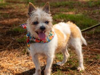 Peaches -  Mixed Breed Dog for Adoption in Myrtle Beach, South Carolina - Peaches | PetCurious