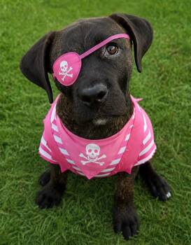 Princess Fiona -  Labrador Retriever Dog for Adoption in Carmel Hamlet, New York - Princess Fiona | PetCurious