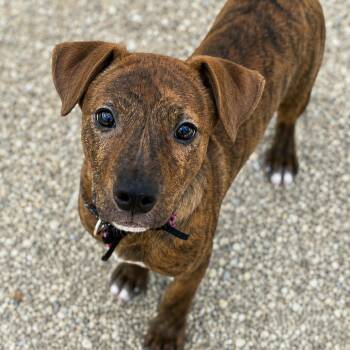 Tex -  Mixed Breed Dog for Adoption in South Elgin, Illinois - Tex | PetCurious