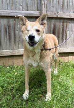 Luna -  Labrador Retriever and Mixed Breed Dog for Adoption in New Hope, Pennsylvania - Luna | PetCurious
