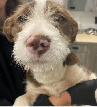 Poodle and Terrier Dogs Available for Adoption in Copiague, New York - Pugsley  | PetCurious