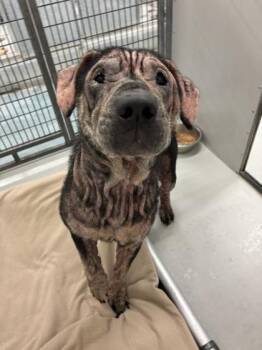 Eleanor -  Mixed Breed Dog for Adoption in Bellevue, Washington - Eleanor | PetCurious