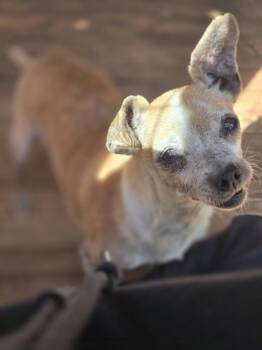 Chihuahua Dogs Available for Adoption - Yoda | PetCurious
