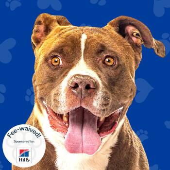 Snyder -  Pit Bull Terrier and Boxer Dog for Adoption in Reno, Nevada - Snyder | PetCurious