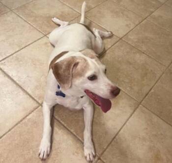 Beagle Dogs Available for Adoption in Roswell, Georgia - Copper Brown | PetCurious