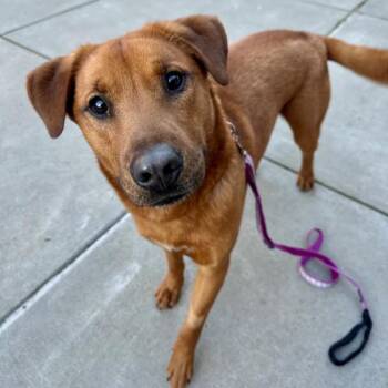 Labrador Retriever Dogs Available for Adoption - Big Red | PetCurious