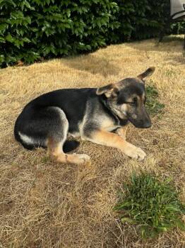 Mason -  German Shepherd Dog Dog for Adoption in Newberg, Oregon - Mason | PetCurious