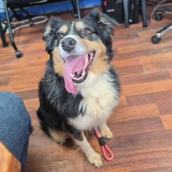 Lola -  Australian Shepherd Dog for Adoption in Wahiawa, Hawaii - Lola | PetCurious