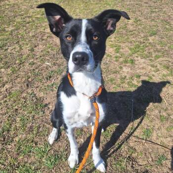 Mixed Breed Dogs Available for Adoption - Jenga | PetCurious