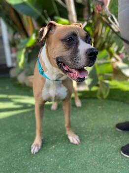 Bridget -  Boxer Dog for Adoption in El Cajon, California - Bridget | PetCurious