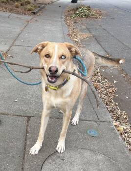 Husky and German Shepherd Dog Dogs Available for Adoption - Aurora | PetCurious