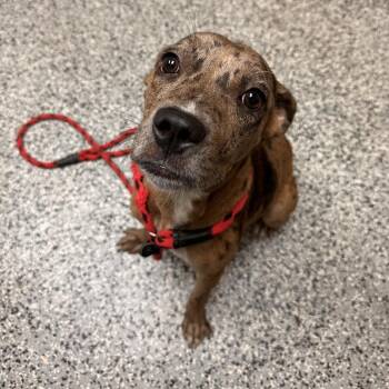 Dot -  Catahoula Leopard Dog and Mixed Breed Dog for Adoption in Lakeland, Florida - Dot | PetCurious