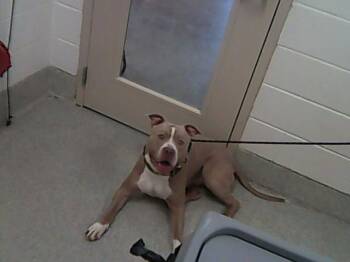SAMMY -  American Staffordshire Terrier and Mixed Breed Dog for Adoption in Loveland, Colorado - SAMMY | PetCurious