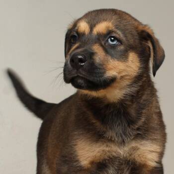 Shepherd Dogs Available for Adoption in Minnetonka, Minnesota - Lucy D68791 | PetCurious