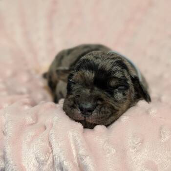 Hound and Australian Shepherd Dogs Available for Adoption - Teddy 01-1316 | PetCurious