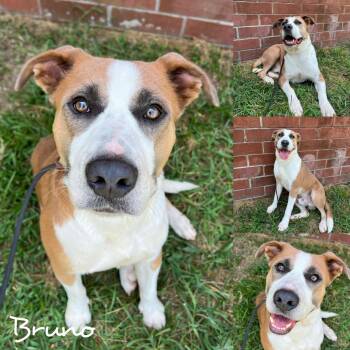 Rescue American Staffordshire Terrier and Border Collie Dogs for Adoption in Fairhope, Alabama - Bruno | PetCurious