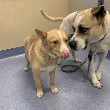 MABEL -  Australian Cattle Dog Blue Heeler and Mixed Breed Dog for Adoption in San Jose, California - MABEL | PetCurious