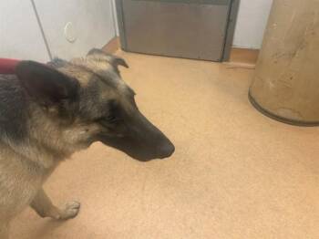 MR JINKS -  German Shepherd Dog Dog for Adoption in Martinez, California - MR JINKS | PetCurious