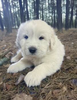 Great Pyrenees Dogs Available for Sale - Cloudy | PetCurious