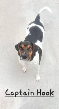 CAPTAIN HOOK -  Terrier Dog for Adoption in Seymour, Indiana - CAPTAIN HOOK | PetCurious