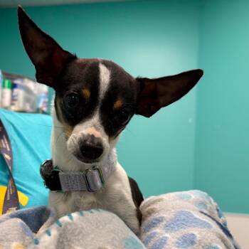 Jasper -  Chihuahua Dog for Adoption - Jasper | PetCurious