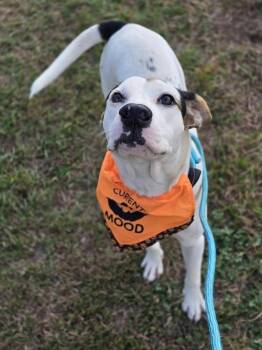 Bee -  Staffordshire Bull Terrier Dog for Adoption in Sedalia, Colorado - Bee | PetCurious