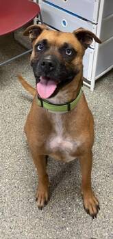 Vinny -  Mixed Breed Dog for Adoption in Kansas City, Missouri - Vinny | PetCurious