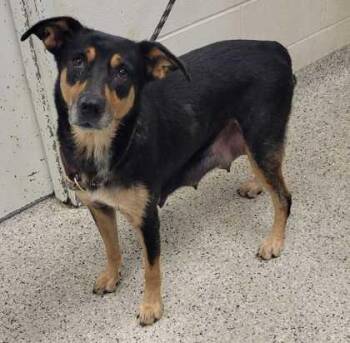 Emma Kate -  Shepherd and Mixed Breed Dog for Adoption in Kansas City, Missouri - Emma Kate | PetCurious