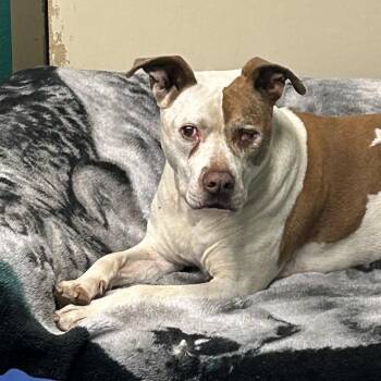 Titan -  Pit Bull Terrier and Mixed Breed Dog for Adoption in Flagstaff, Arizona - Titan | PetCurious
