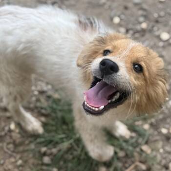 Pizza Dude -  Australian Shepherd and Great Pyrenees Dog for Adoption in Fredericksburg, Virginia - Pizza Dude | PetCurious