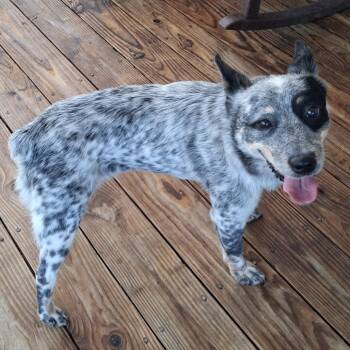 Dolly -  Australian Cattle Dog Blue Heeler and Mixed Breed Dog for Adoption in Fairfax Station, Virginia - Dolly | PetCurious