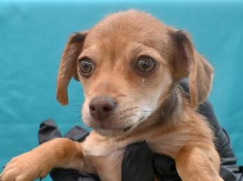 York -  Chihuahua Dog for Adoption in Portland, Oregon - York | PetCurious