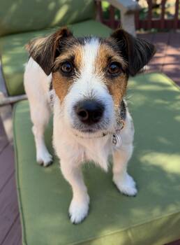 JACK BENNY -  Jack Russell Terrier Dog for Adoption in Dumont, Iowa - JACK BENNY | PetCurious