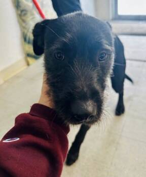 Rescue Mixed Breed Dogs for Adoption in Hobart, Indiana - Bambi | PetCurious