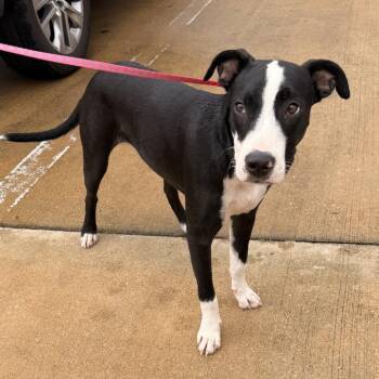 Sox - 071417U -  Feist and Mixed Breed Dog for Adoption in Tupelo, Mississippi - Sox - 071417U | PetCurious