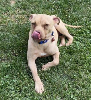 Bryan -  Staffordshire Bull Terrier Dog for Adoption - Bryan | PetCurious