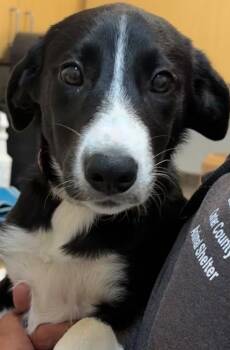 BUFFY -  Beagle and Border Collie Dog for Adoption in Elizabethton, Tennessee - BUFFY | PetCurious